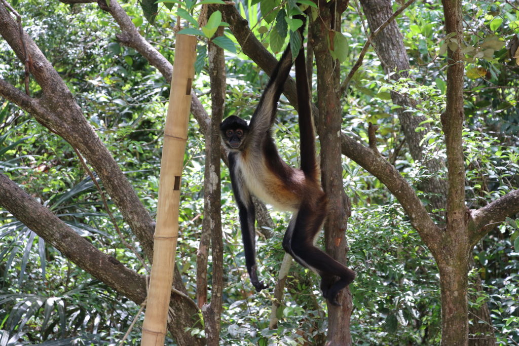 Visiting the Monkey Zoo in Belize | Things to do in Belize - Inspire Travel Eat