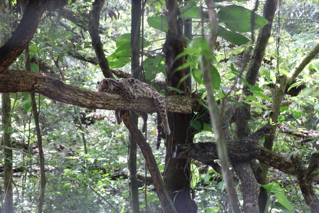 belize mainland tour