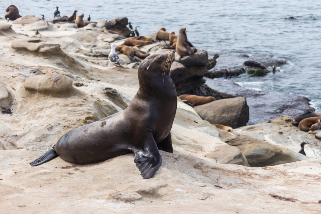 Best things to do in San Diego seals