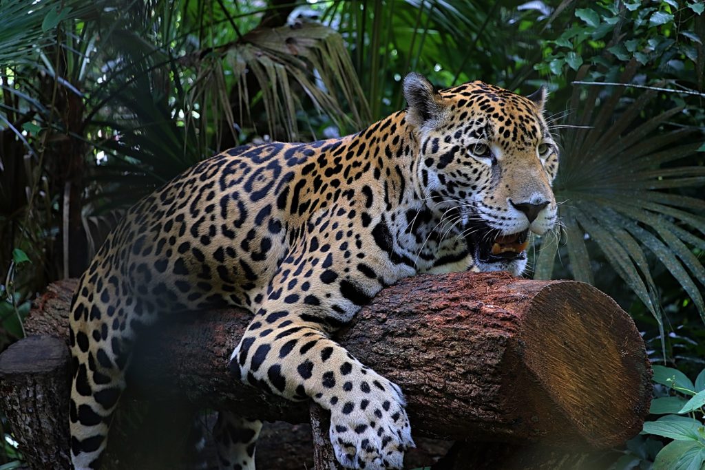 Visiting the Jaguar Zoo in Belize | Exploring Belize - Inspire Travel Eat