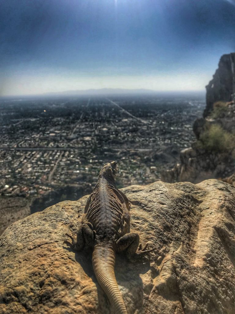 The phoenix bucket list things you have to do hike camelback mountain lizars and reptiles