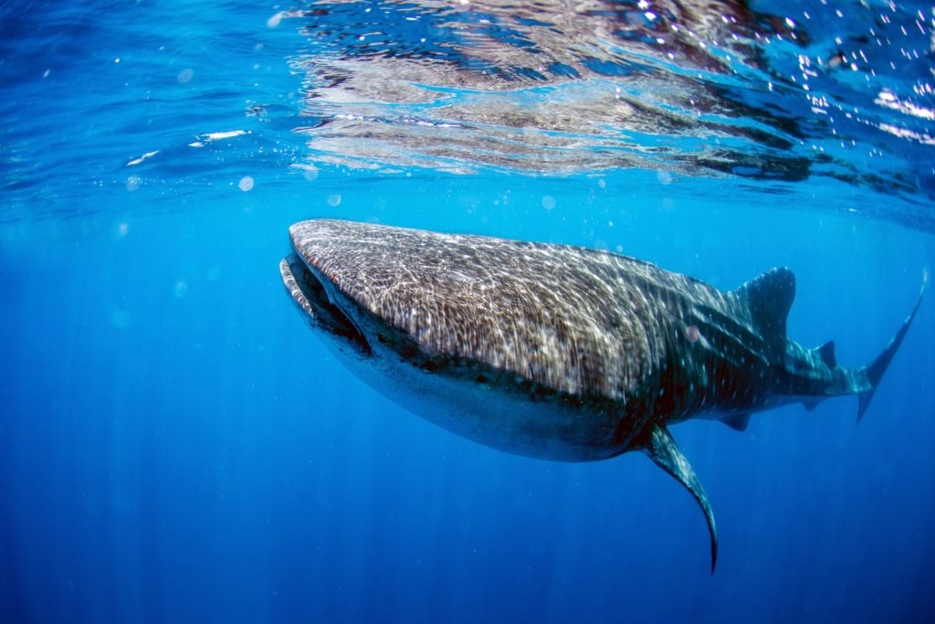 Cancun Bucket List whale sharks