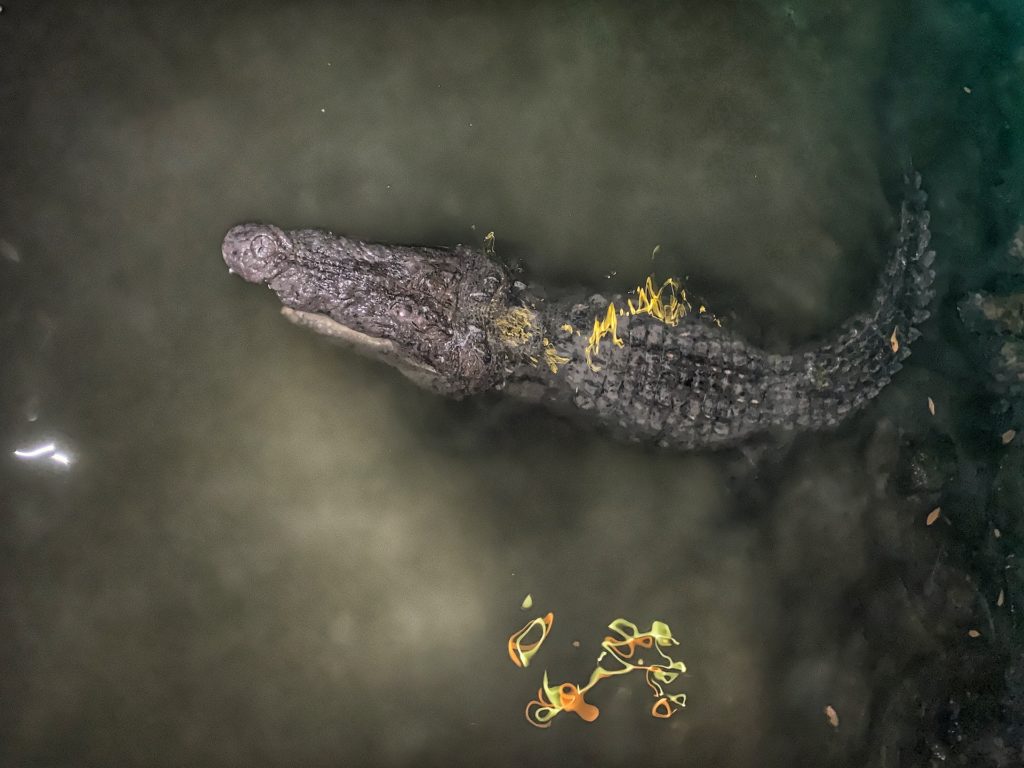 Cancun best things to do bucket list crocodiles in lagoon