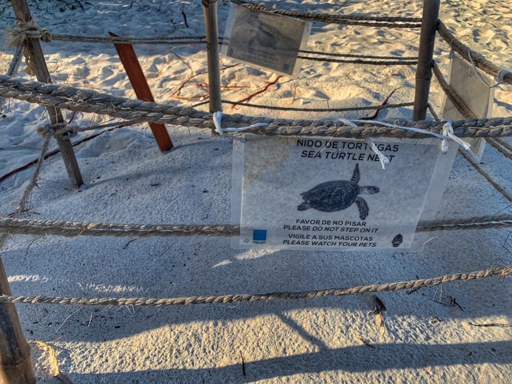 Cancun best things to do bucket list sea turtle nesting