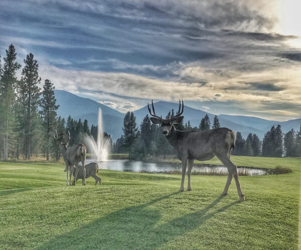 Best things to do in Whistler golfing deer wildlife