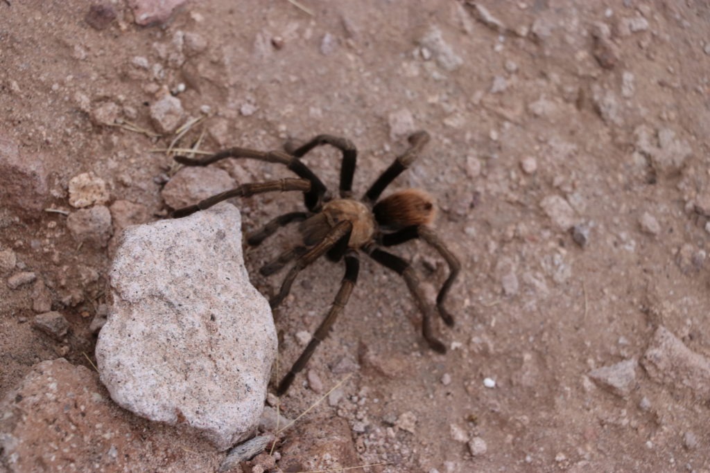 The phoenix bucket list things you have to do hiking tarantula