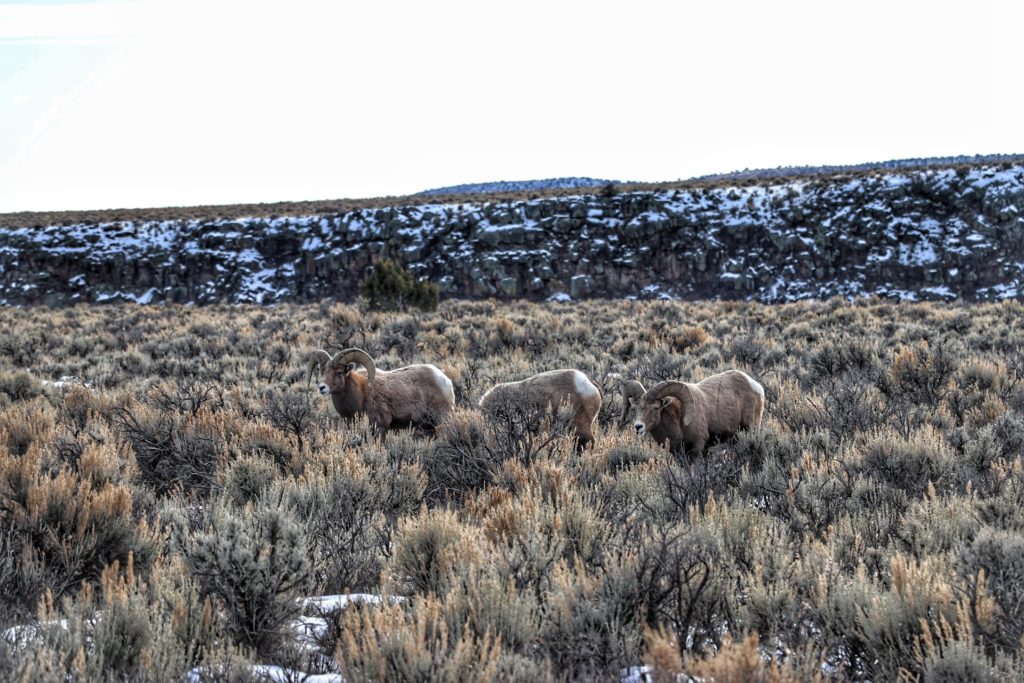 Taos Bucket List things to do wildlife