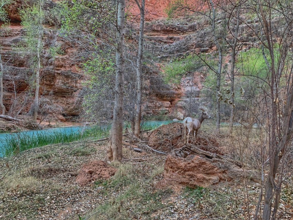 Havasupai Falls Trail Hike Guide how to get passes