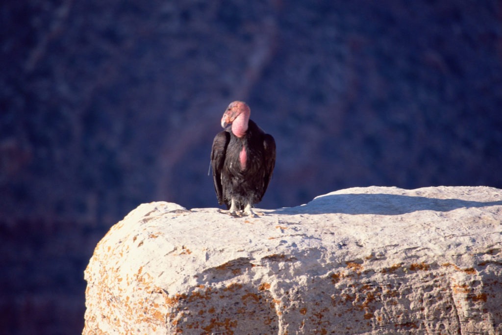 Bucket List Zion Turkey Vulture