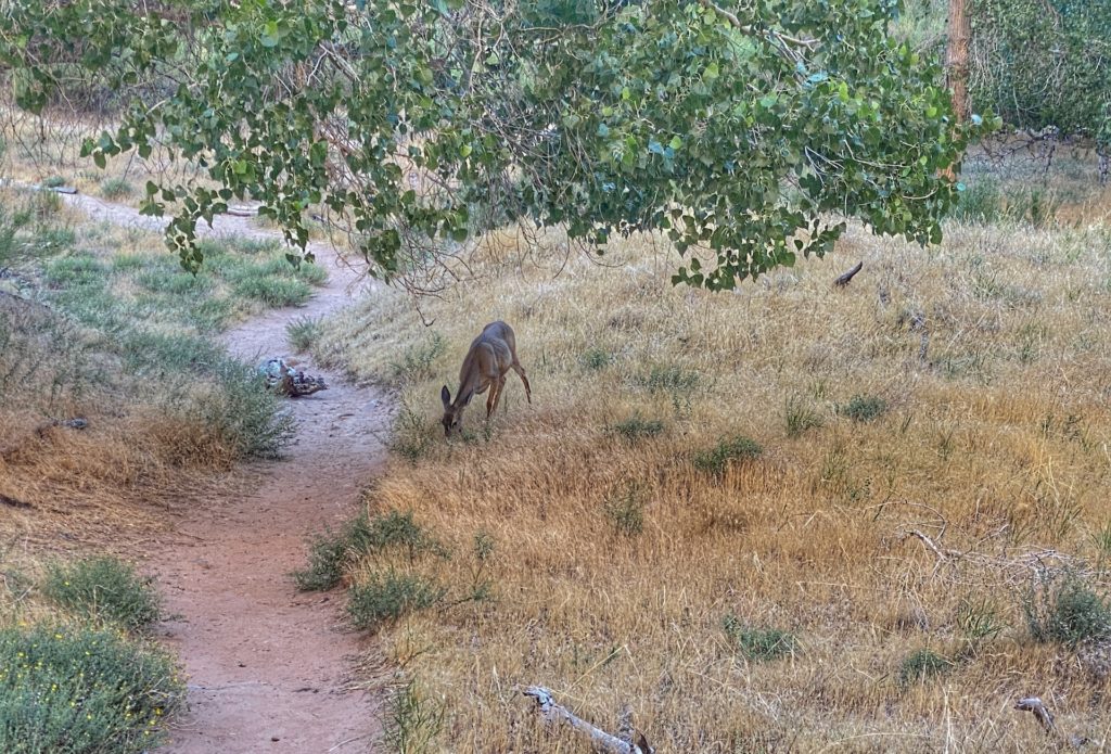 Zion Bucket List Angel's Landing Deer Sheep