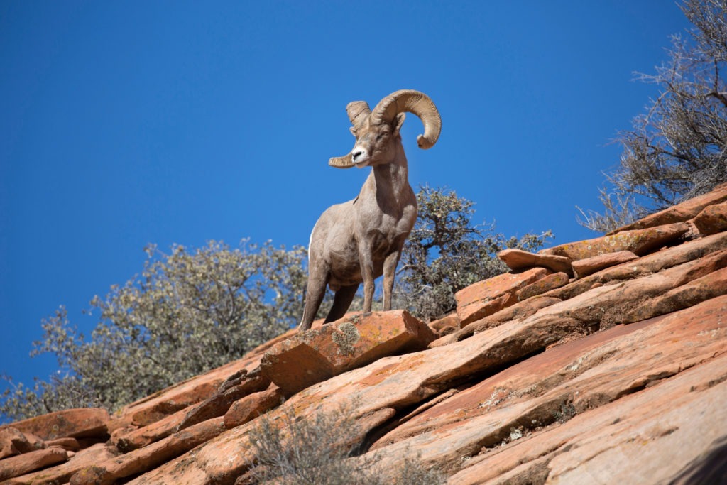 Zion Bucket List Bighorn Sheep