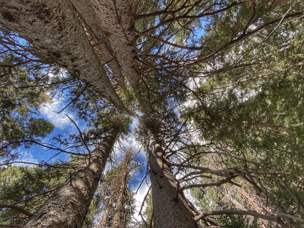 Humphreys Peak Hike Guide & Tips