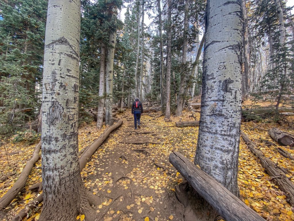 Humphreys Peak Hike Guide & Tips