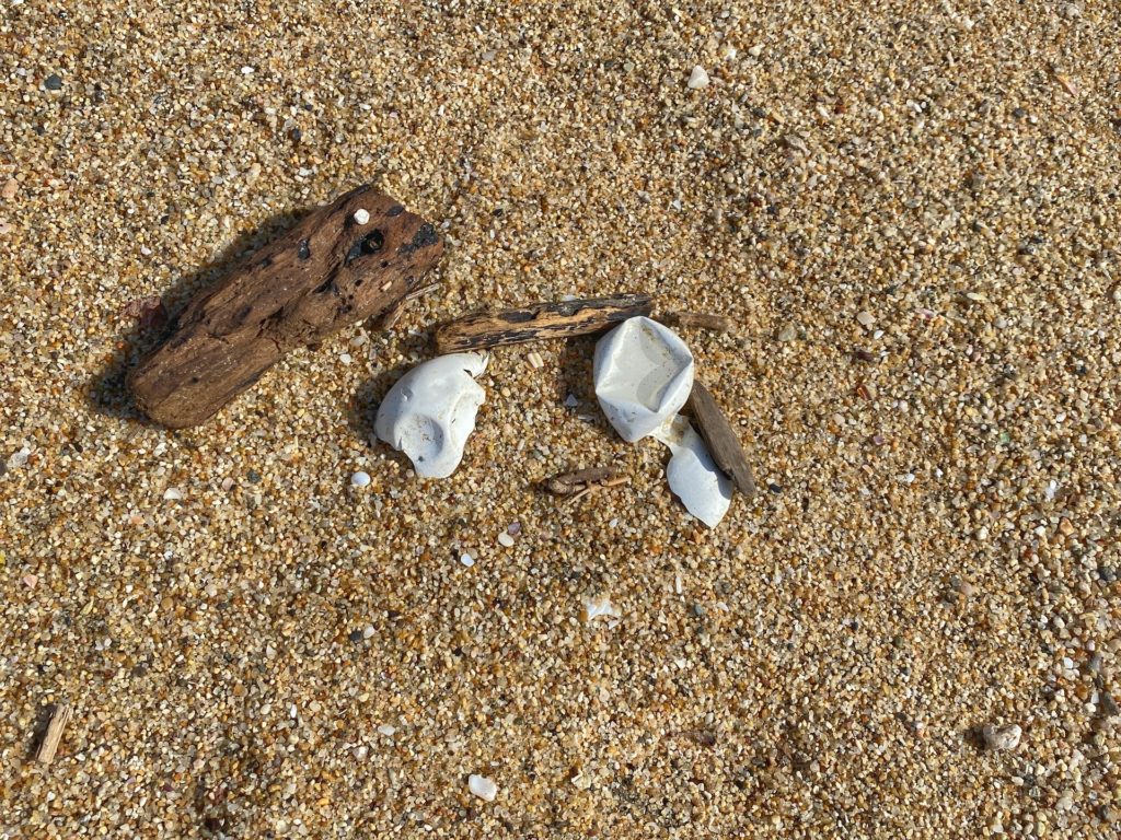 Sea Turtle Nesting Sayulita