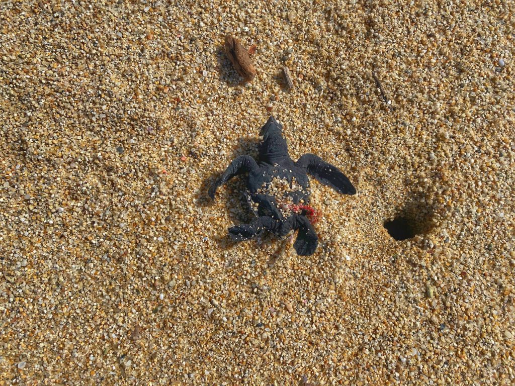 Sea Turtles in Sayulita