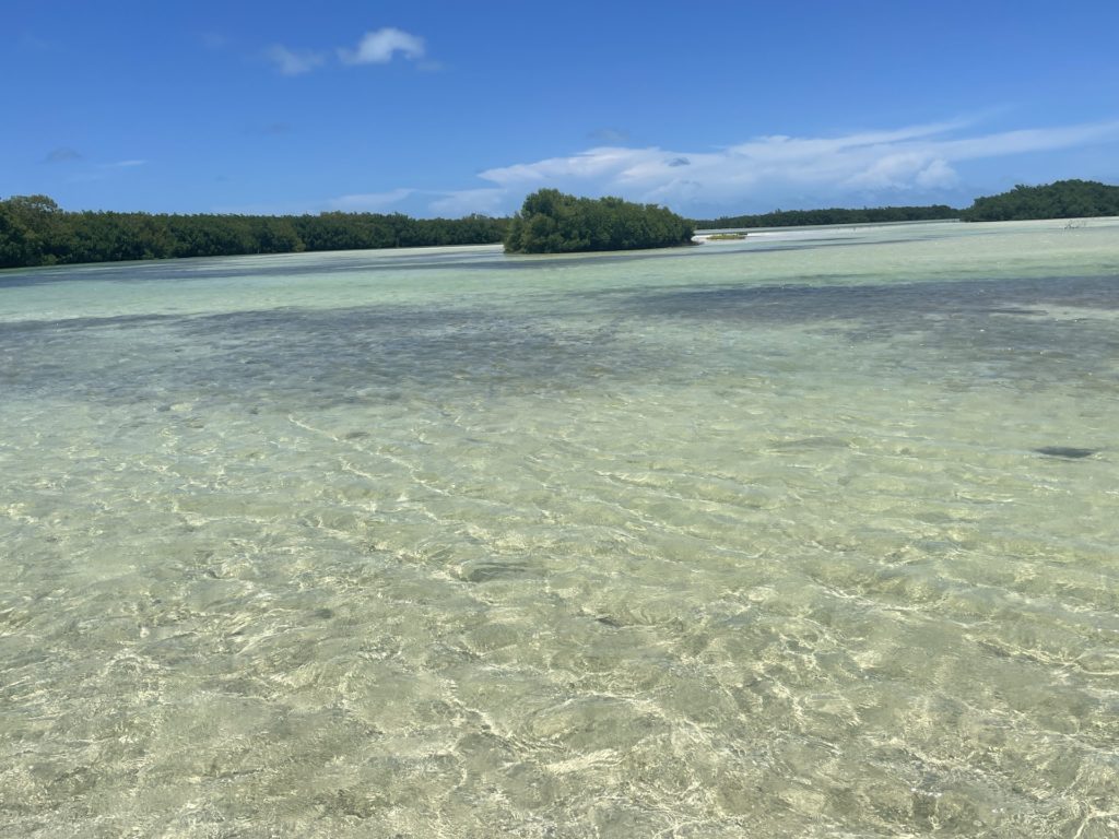 Whale Shark Snorkel Tour Review