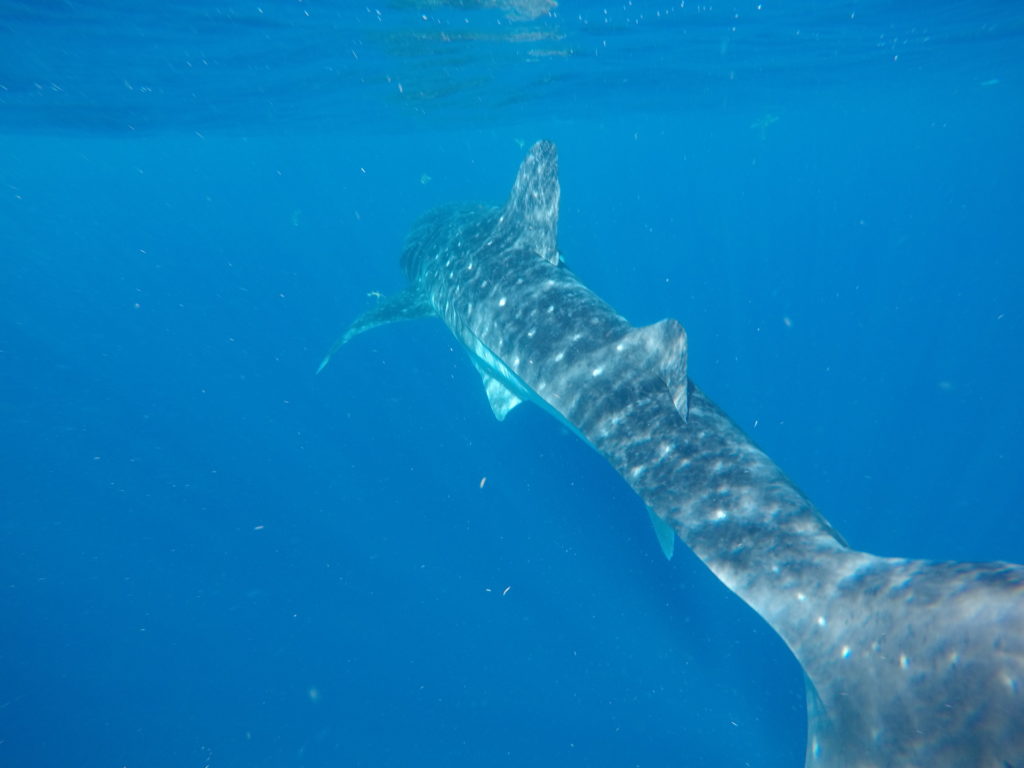 Whale Shark Snorkel Tour Review