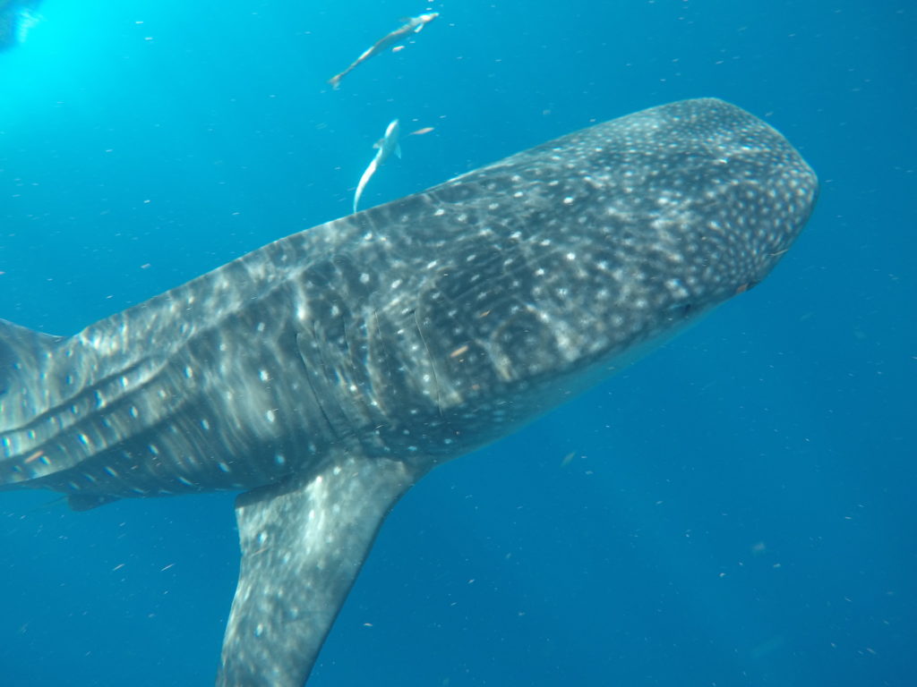 Whale Shark Snorkel Tour Review