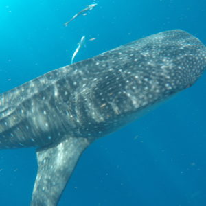 Whale Shark Snorkel Tour Review