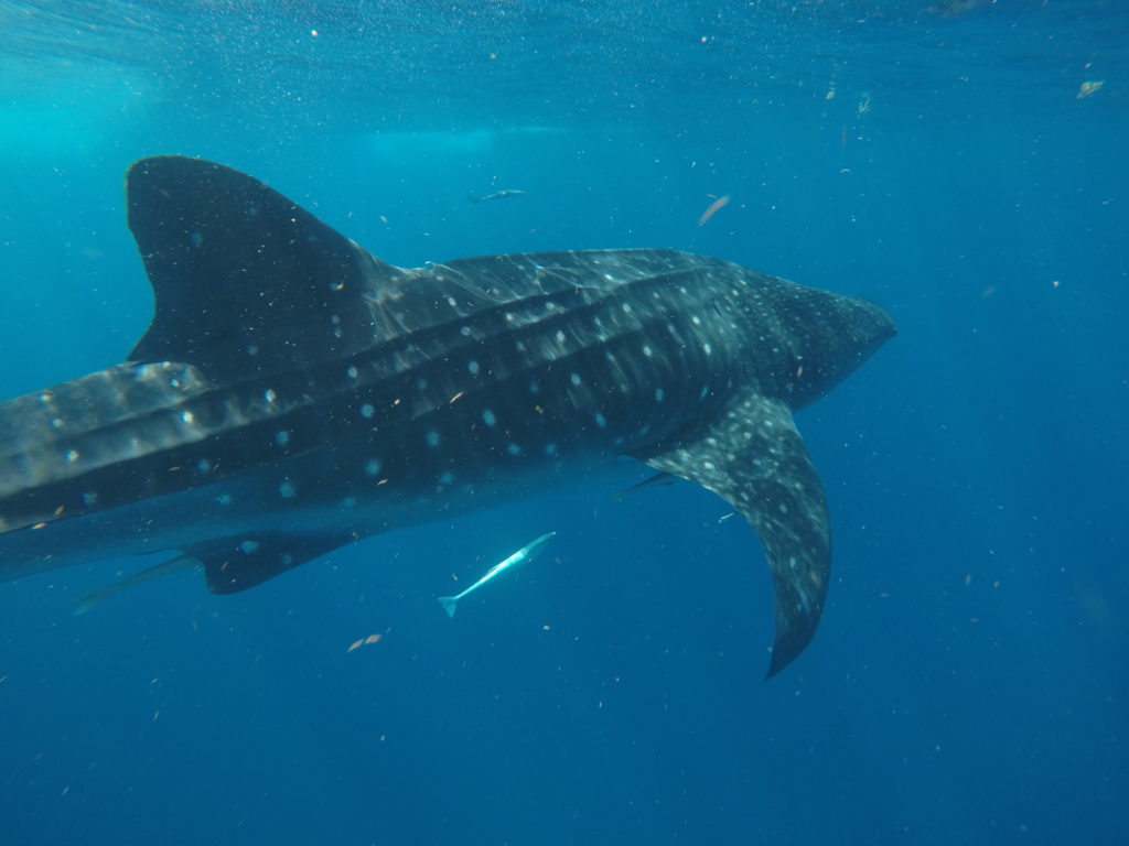 Whale Shark Snorkel Tour Review