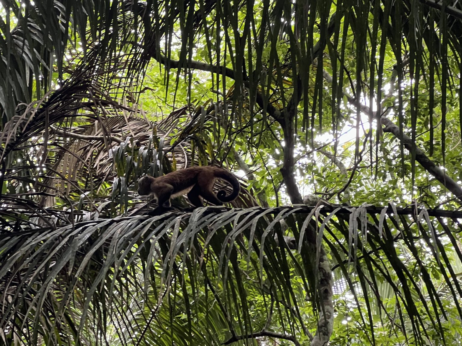 Guide To The Amazon Jungle In Peru via Puerto Maldonado | Inspire ...