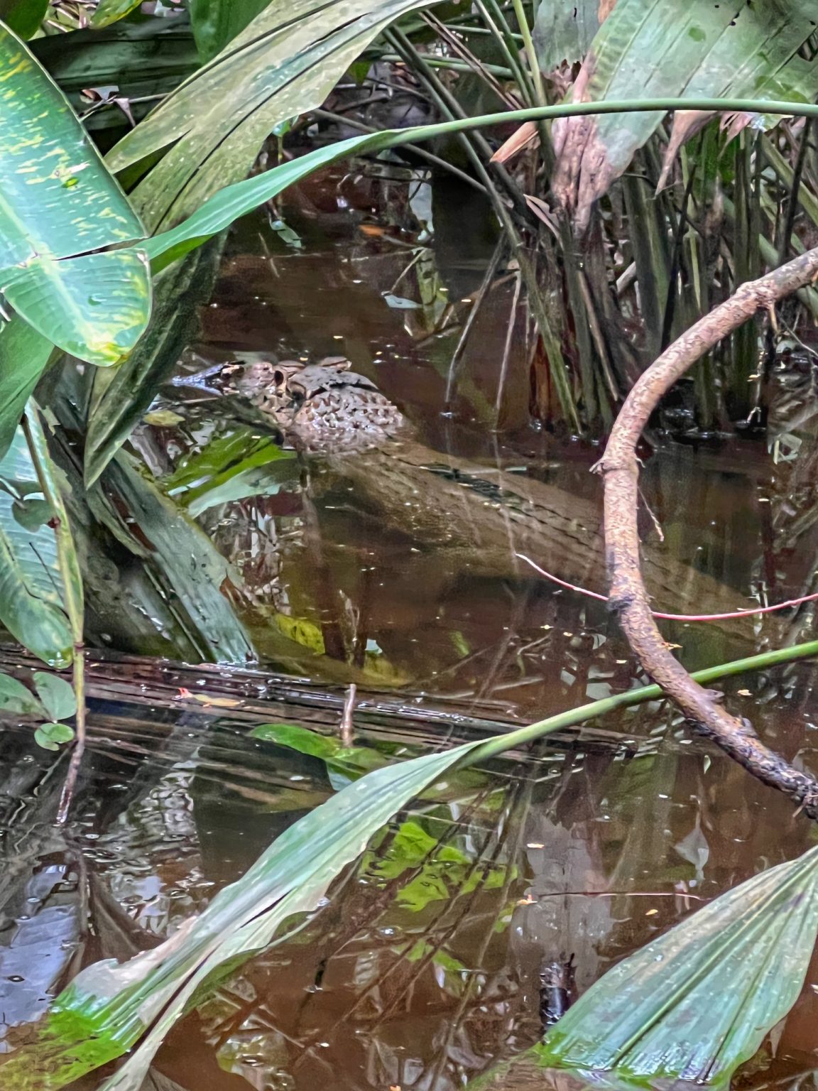 Guide To The Amazon Jungle In Peru via Puerto Maldonado | Inspire