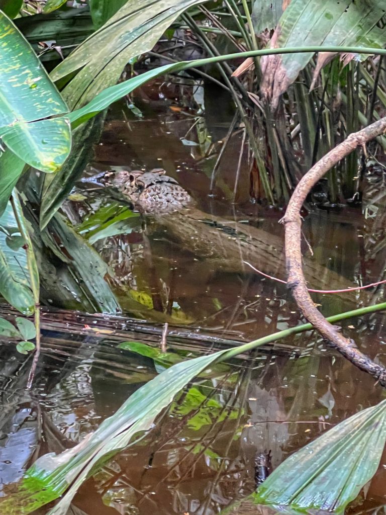 Guide how to visit Peru Amazon Jungle 17