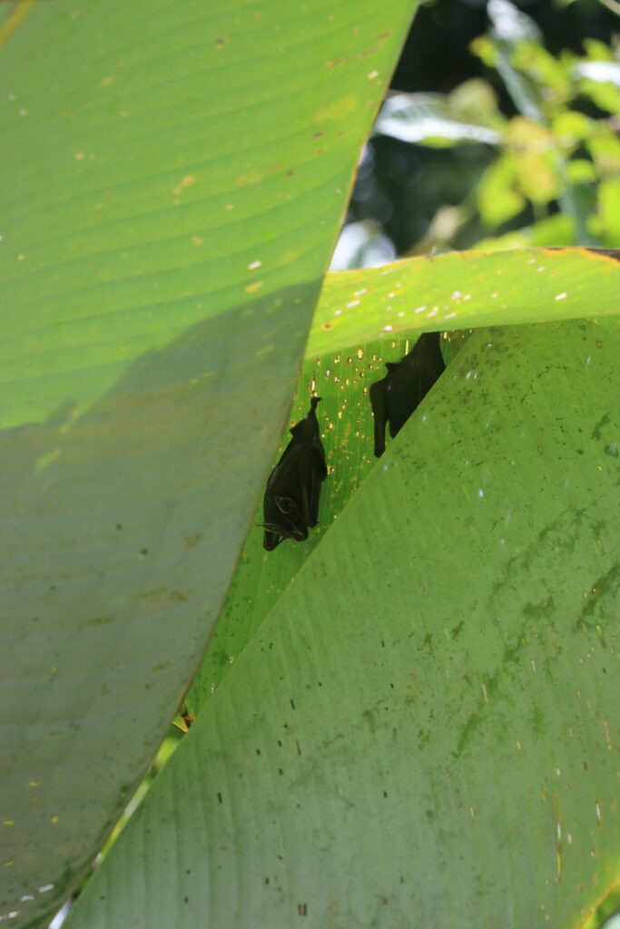 Bats in manuel antonio national park