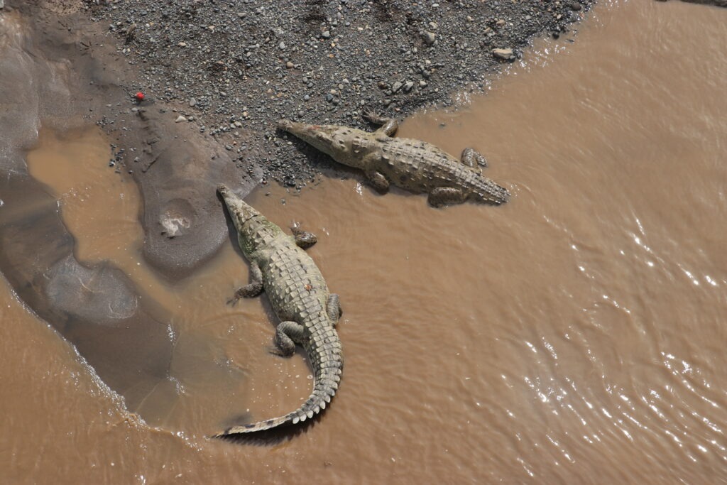 Crocodile bridge tarcoles bridge Costa Rica 2