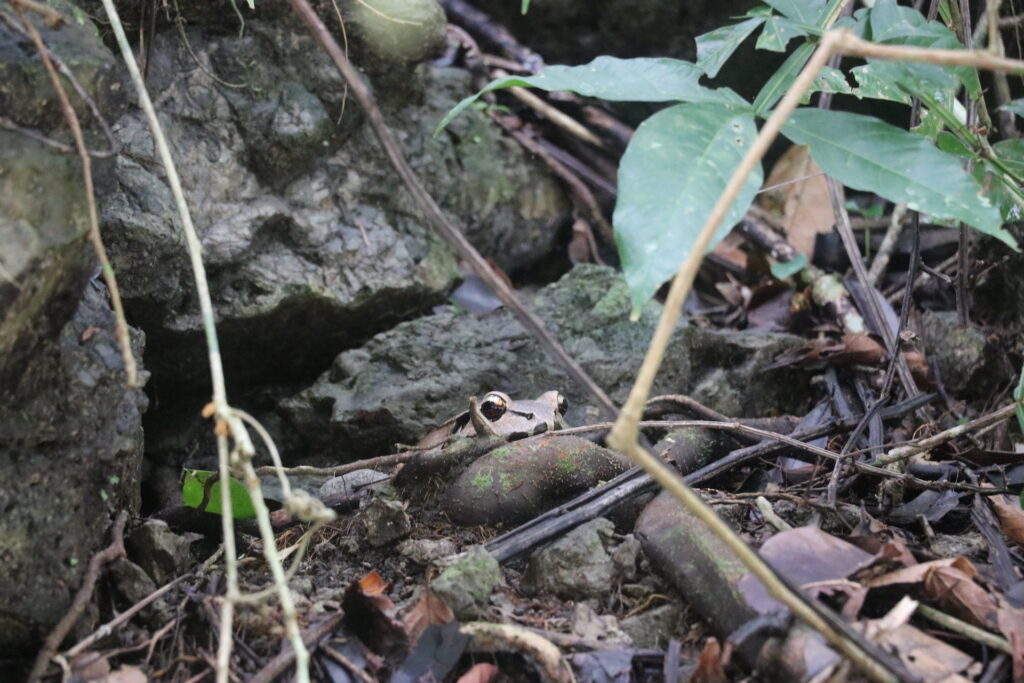 Frogs in manuel antonio national park