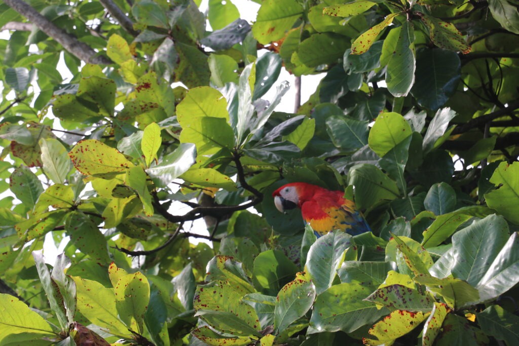 Macaws in Manuel Antonio