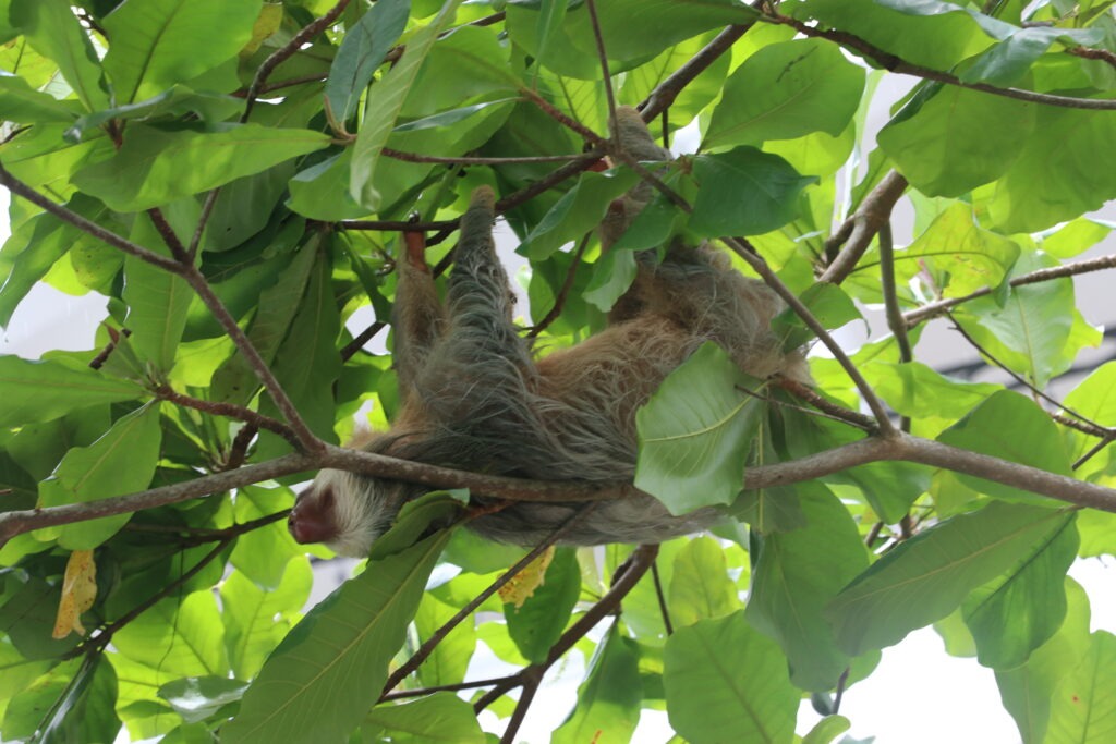 Sloths in Manuel Antonio