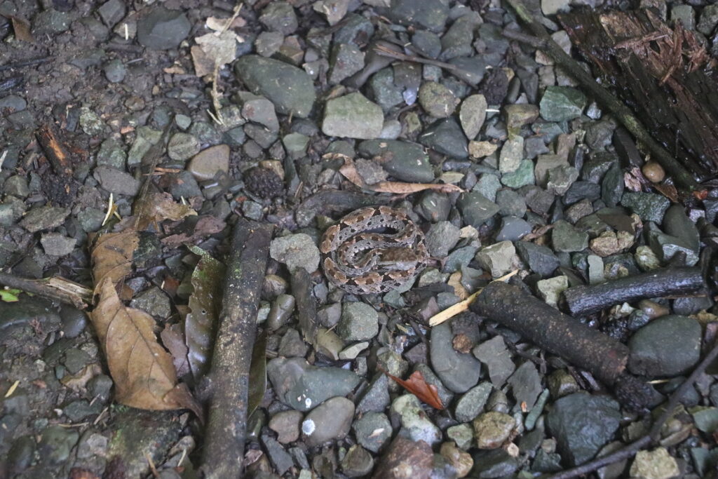 fer de lance in manuel antonio