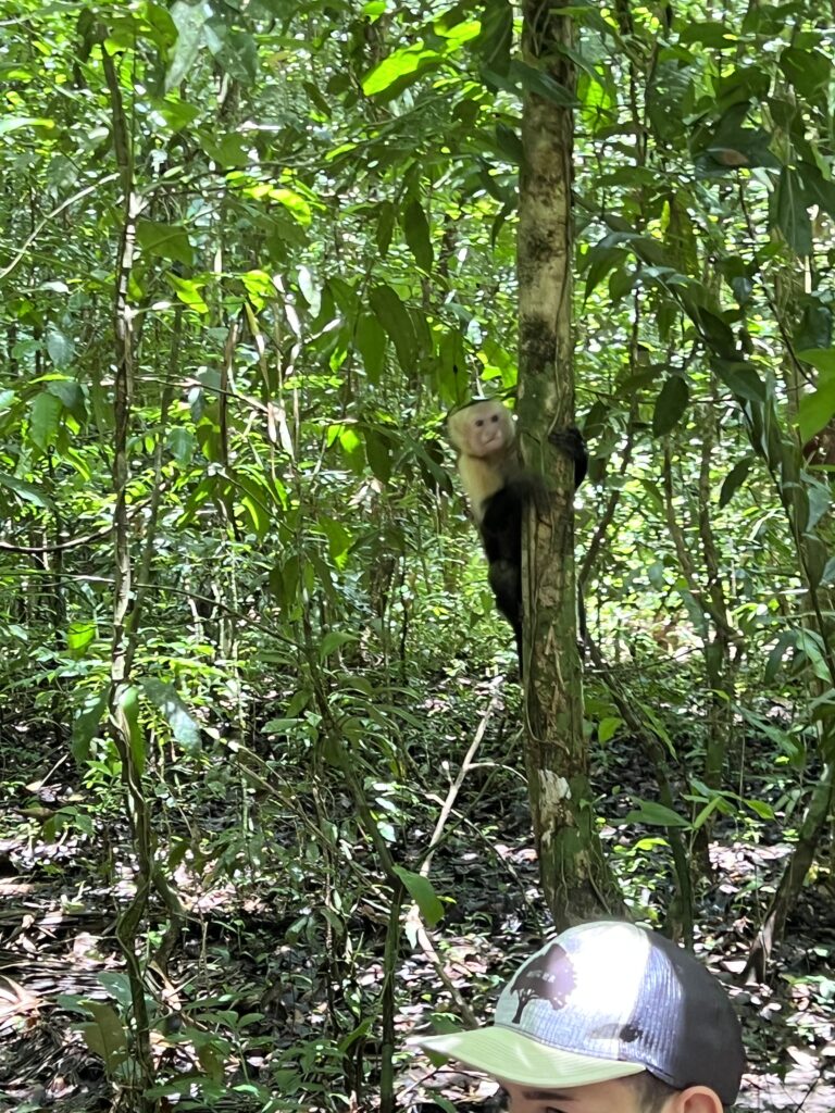 manuel antonio national park monkeys