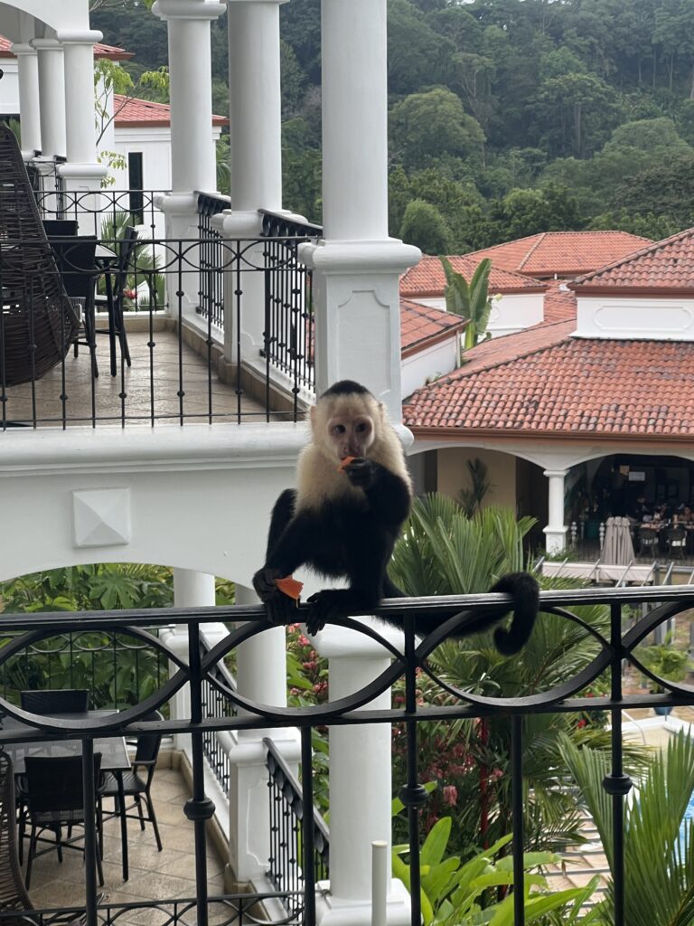 Manuel Antonio white faced capuchin monkey