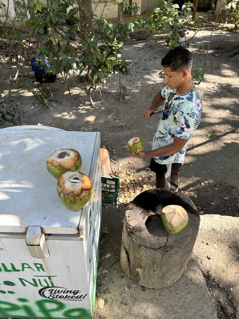 Fresh Coconuts in Nosara